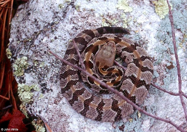 Timber Rattlesnake  (Crotalus horridus horridus)002.jpg [205 Kb]